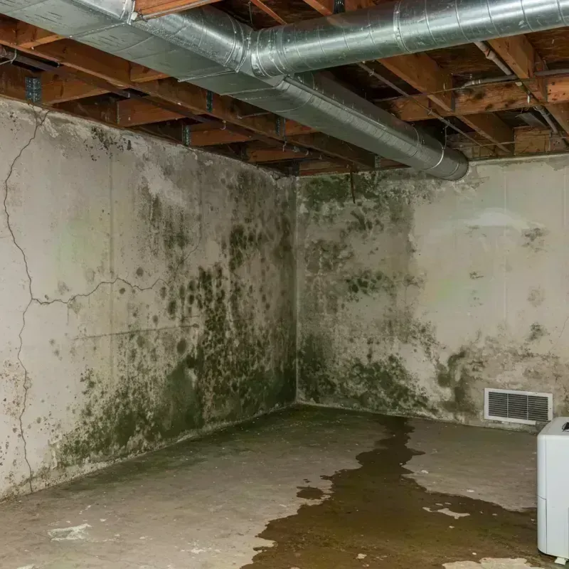 Professional Mold Removal in Montoursville, PA